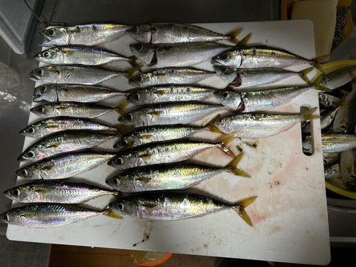 サバの釣果
