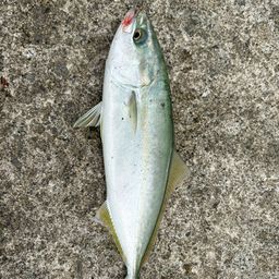 ワカシ