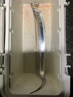 タチウオの釣果