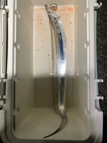 タチウオの釣果
