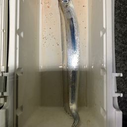 タチウオ