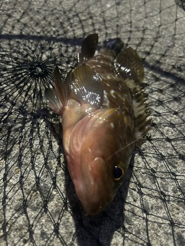 キジハタの釣果