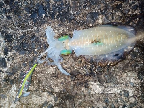 アオリイカの釣果