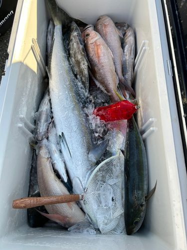 ヒメダイの釣果