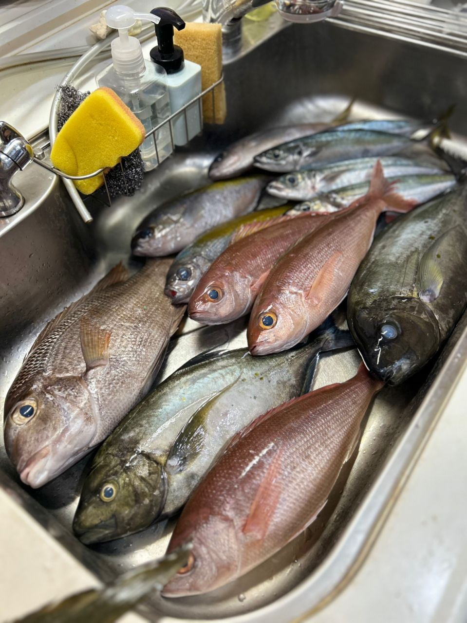 masayuki04061128さんの釣果 2枚目の画像