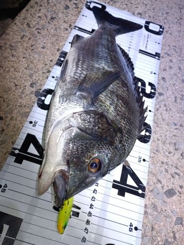 チヌの釣果