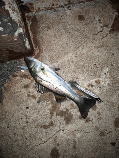 セイゴ（マルスズキ）の釣果