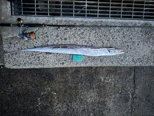 タチウオの釣果