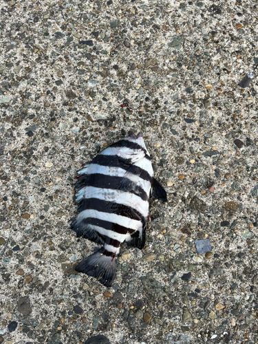 イシダイの釣果