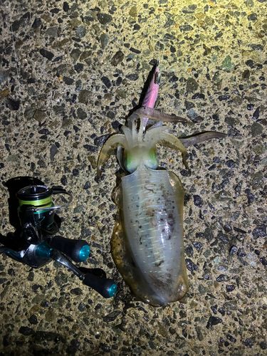 アオリイカの釣果