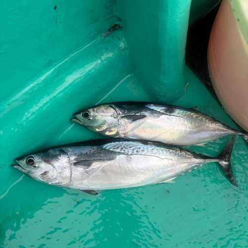 ヒラソウダの釣果