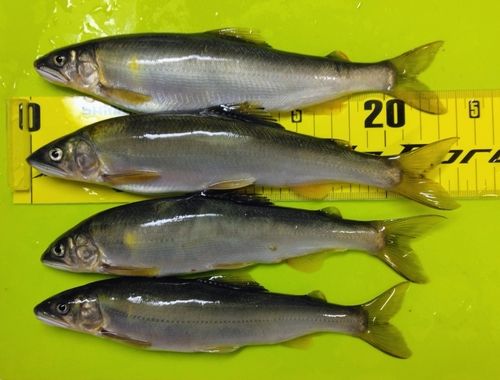アユの釣果
