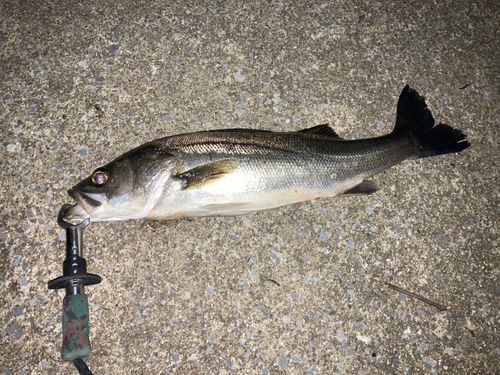 フッコ（マルスズキ）の釣果