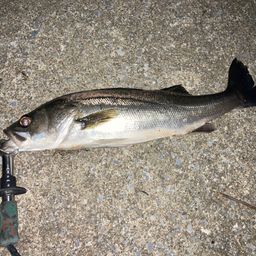 フッコ（マルスズキ）