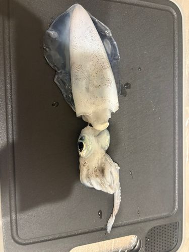 イカの釣果