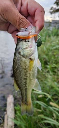 ブラックバスの釣果