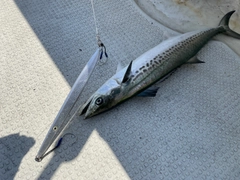 サゴシの釣果