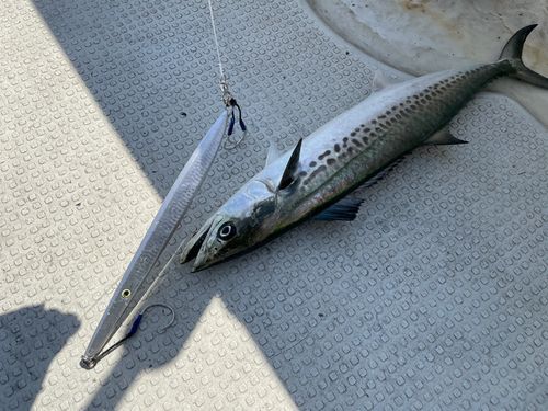 サゴシの釣果