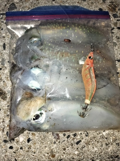 アオリイカの釣果