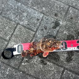 カサゴ