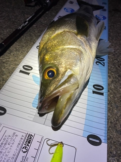 シーバスの釣果