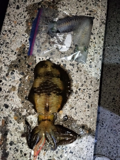 アオリイカの釣果