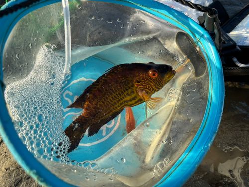 オハグロベラの釣果