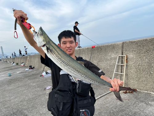 サワラの釣果