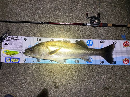 シーバスの釣果