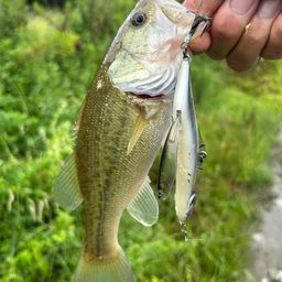 ラージマウスバス