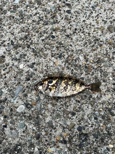 アイゴの釣果