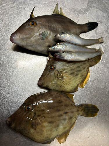 シロギスの釣果