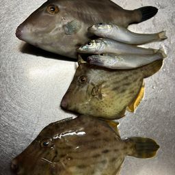 シロギス