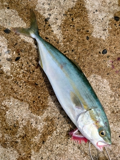 ワカシの釣果