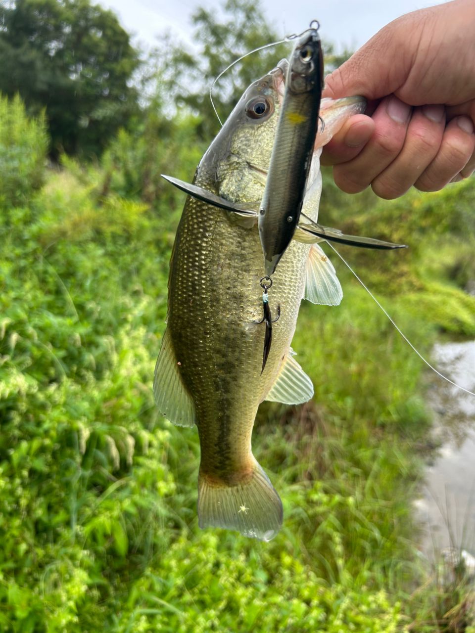 ラージマウスバス