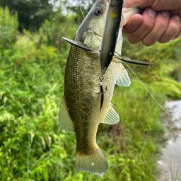 ラージマウスバス