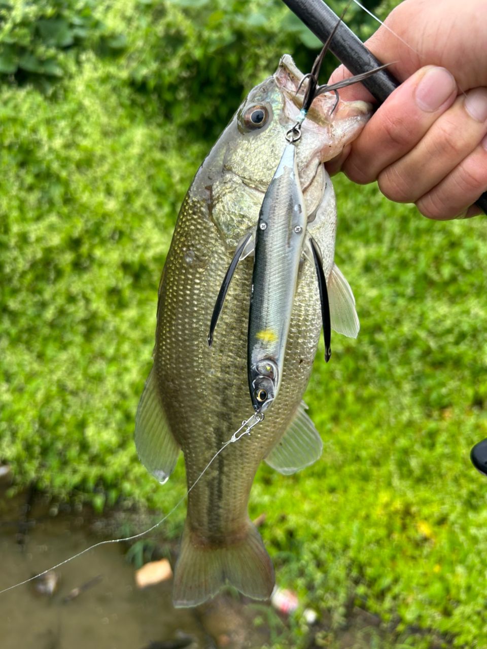 ラージマウスバス