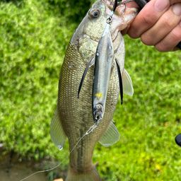 ラージマウスバス