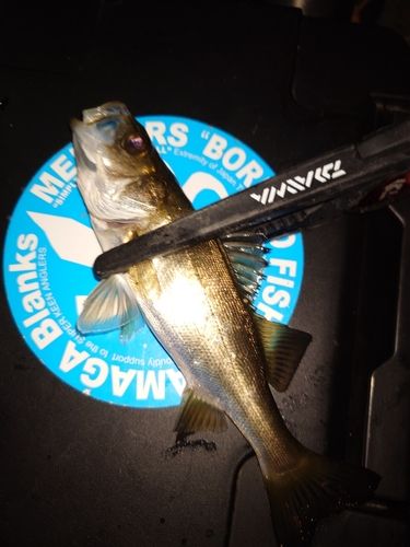 セイゴ（マルスズキ）の釣果