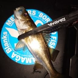 セイゴ（マルスズキ）