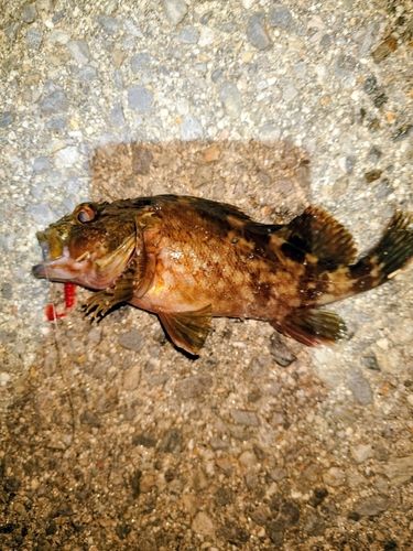 カサゴの釣果