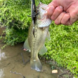 ラージマウスバス