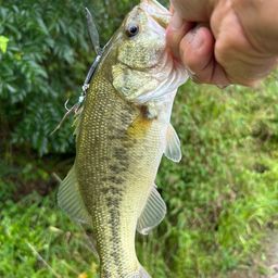 ラージマウスバス