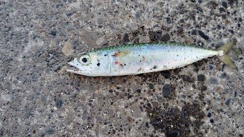 サバの釣果
