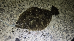 ソゲの釣果