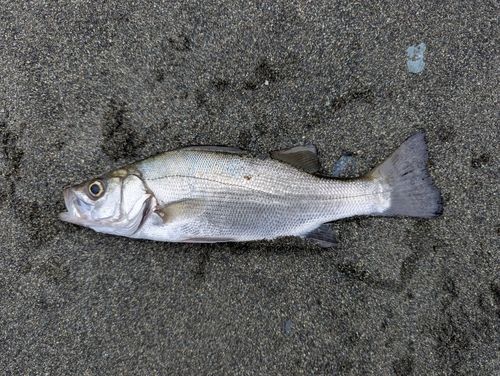 セイゴ（ヒラスズキ）の釣果
