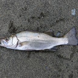 セイゴ（ヒラスズキ）