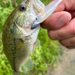 ラージマウスバス