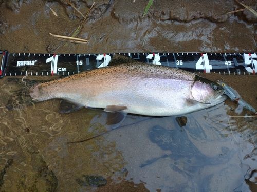 ニジマスの釣果