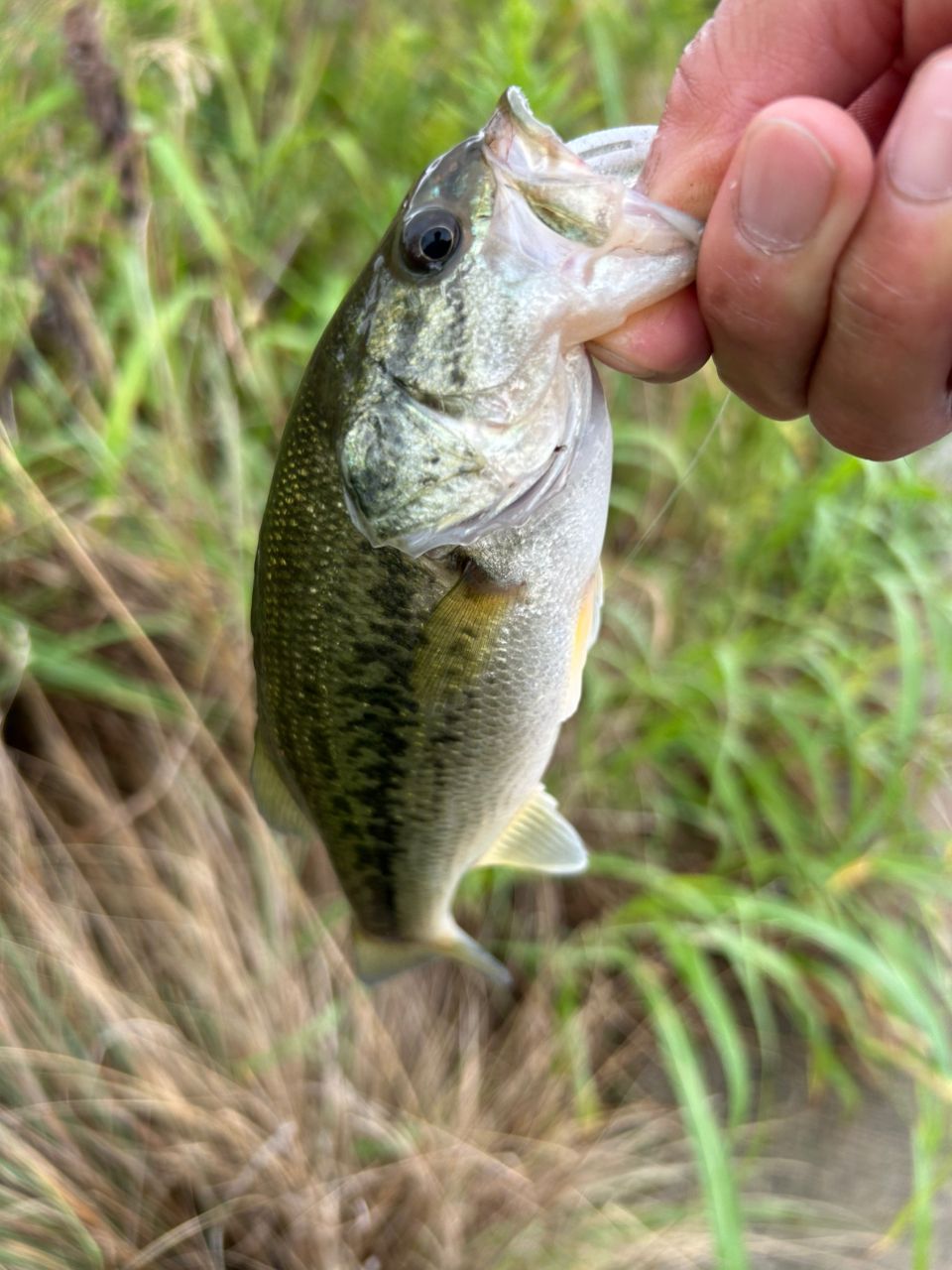 ラージマウスバス